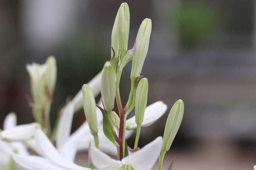 Madonnenlilie, Lilium candidum mit Blütenknospen