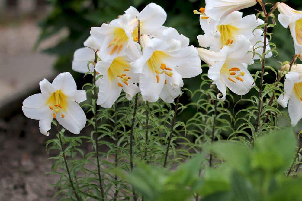 Madonnenlilie im Gartenbeet