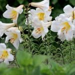 Madonnenlilie, Lilium candidum