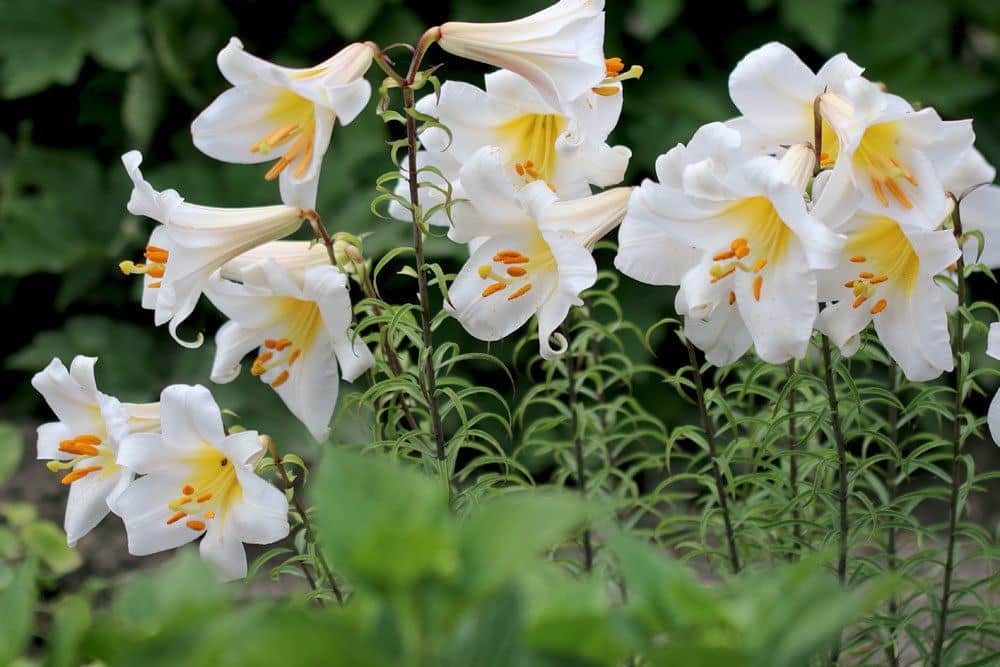 Madonnenlilie, Lilium candidum