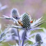 Mannstreu - Eryngium