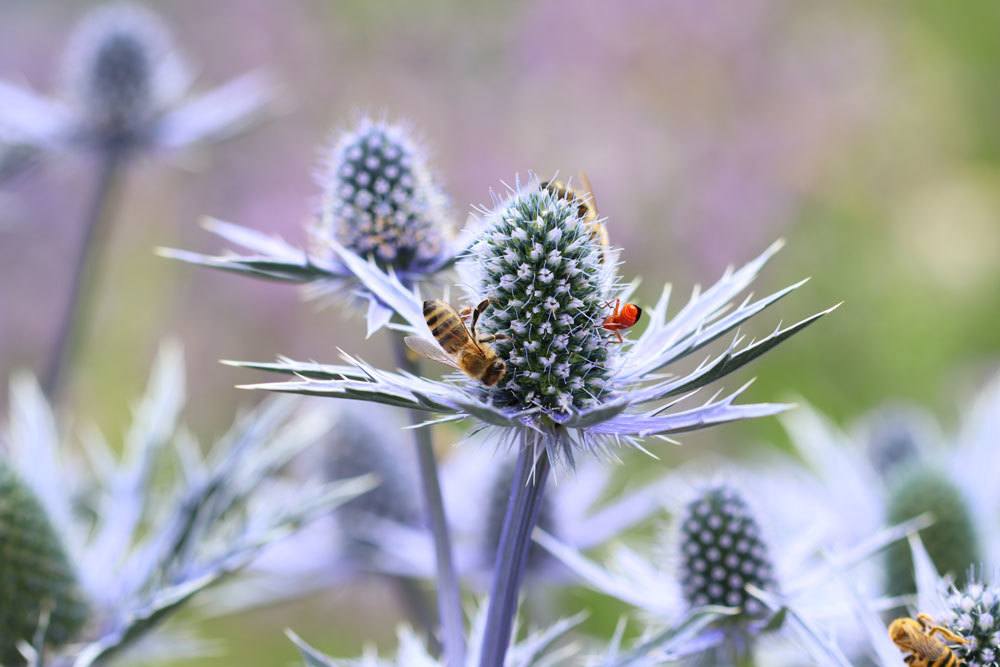 Mannstreu - Eryngium