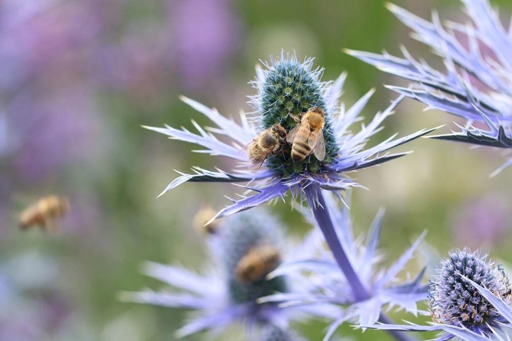 Mannstreu - Eryngium