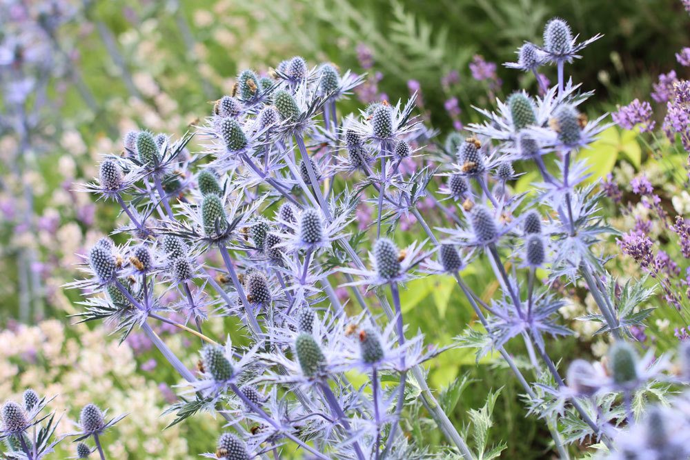 Mannstreu - Eryngium