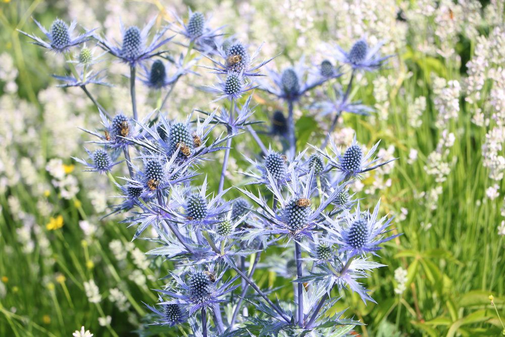 Mannstreu - Eryngium