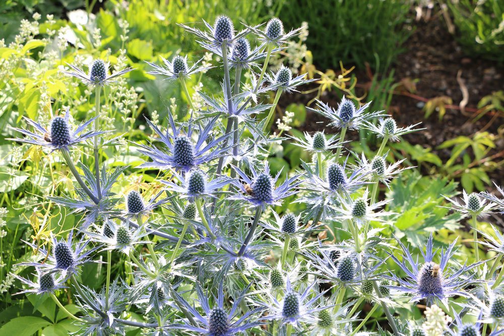 Mannstreu - Eryngium