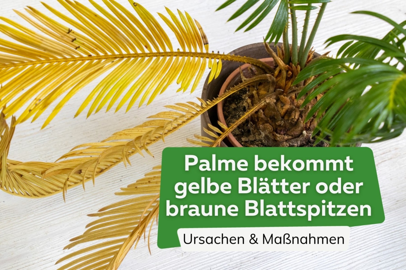 Gelbe Säcke Wo Bekommt Man Palme bekommt gelbe Blätter oder braune Blattspitzen: häufige Ursachen