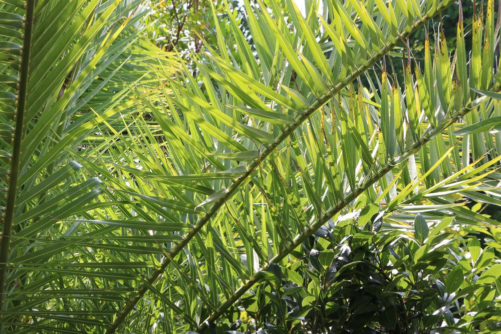 Phoenix canariensis, Kanarische Dattelpalme