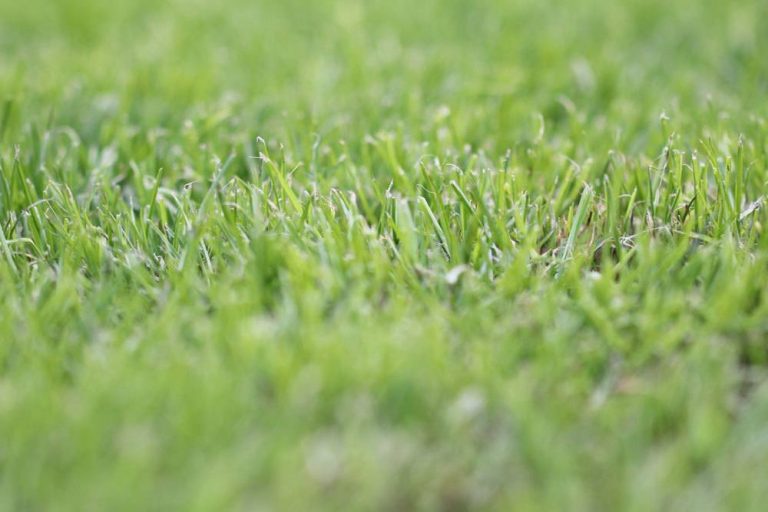 Wie schnell wächst Rasen? Wie lange wächst Gras im Herbst?