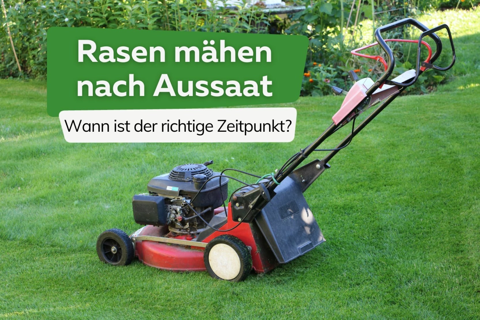 Wann Das Erste Mal Rasen Düngen Nach Neuansaat Rasen mähen nach Aussaat - wann es für das 1. Mal soweit ist