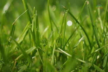 Wie schnell wächst Rasen? Wie lange wächst Gras im Herbst?