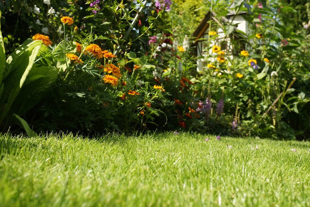 Rasen im Gartenareal