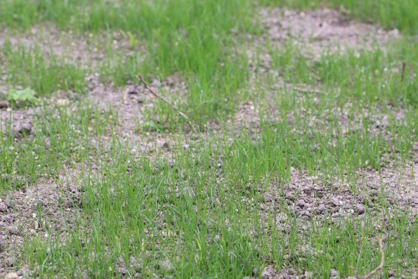 Rasen sanden wann und womit? Mit Sand zu einem satten Grün?