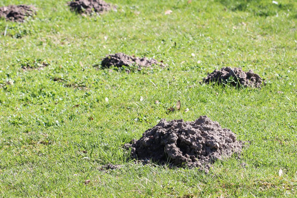 Maulwurfshügel im Garten