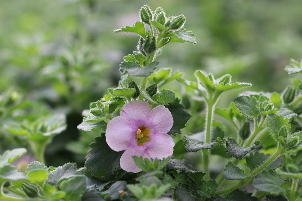 Schneeflockenblume wächst bis zu 20 Zentimeter hoch