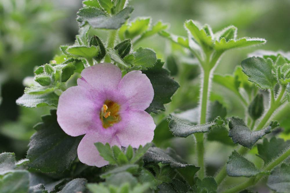 Schneeflockenblume mit fliederfarbener Blüte