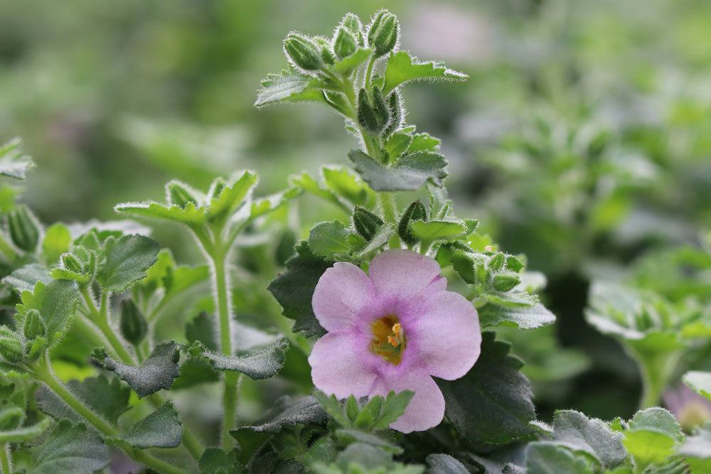 Schneeflockenblume braucht einen sonnigen Standort