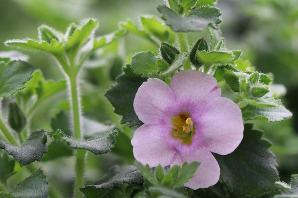 Schneeflockenblume, Bacopa ist pflegeleicht