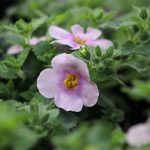 Schneeflockenblume, Bacopa, Chaenostoma cordatum