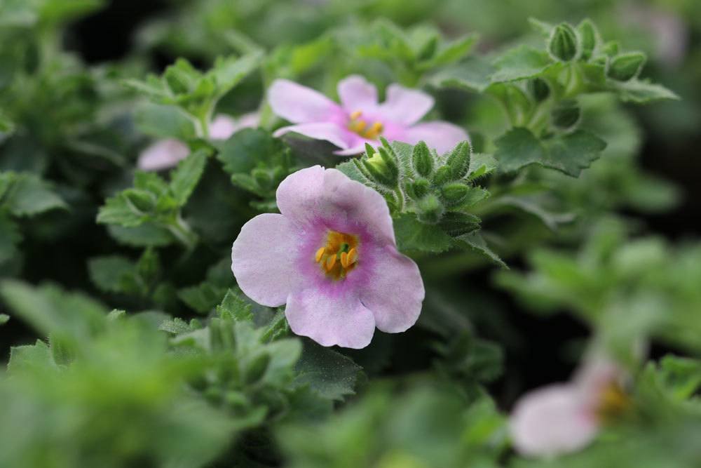 Schneeflockenblume, Bacopa, Chaenostoma cordatum