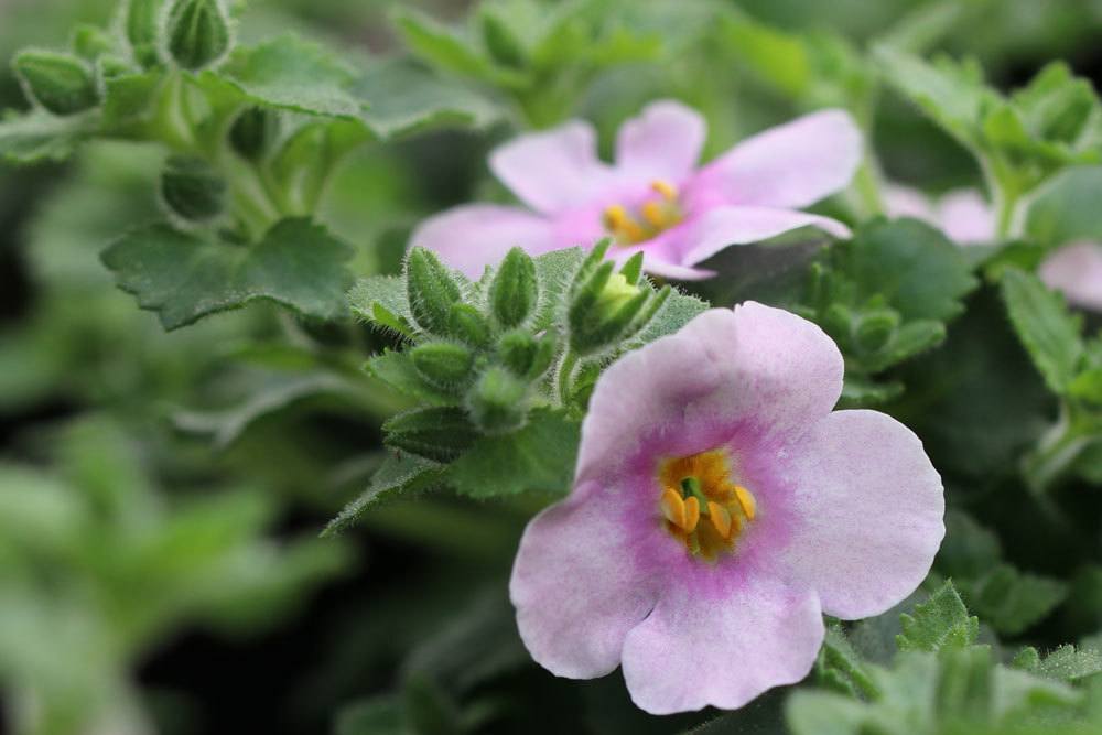 Schneeflockenblume ist eine ungiftige Pflanze