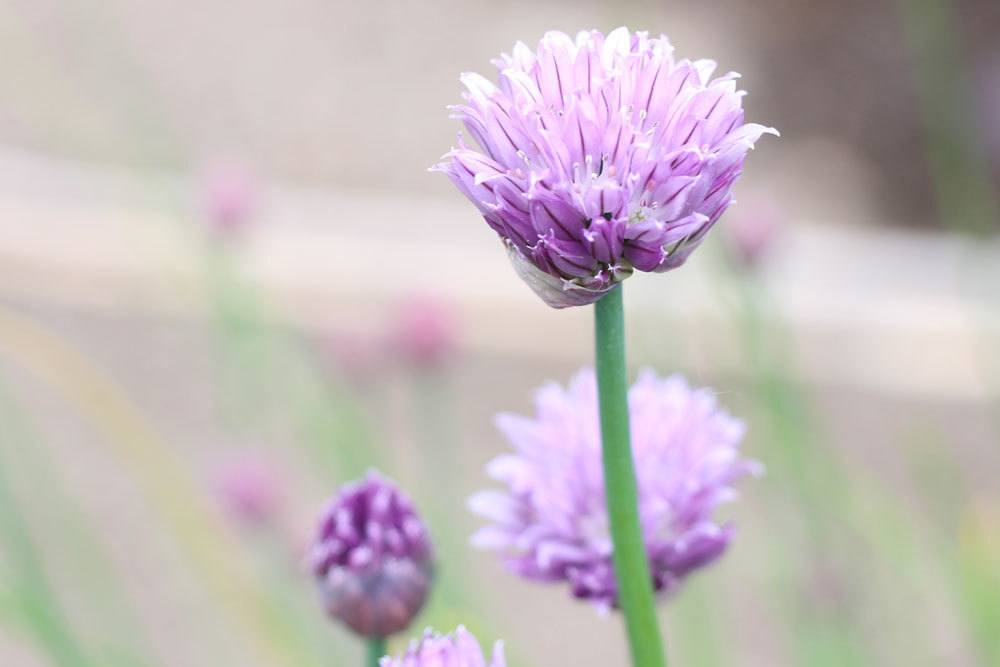 Schnittlauchblüten in violetter Farbe