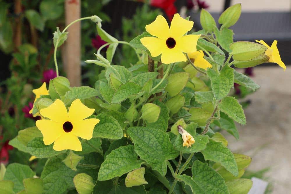 Schwarzäugige Susanne, Thunbergia alata