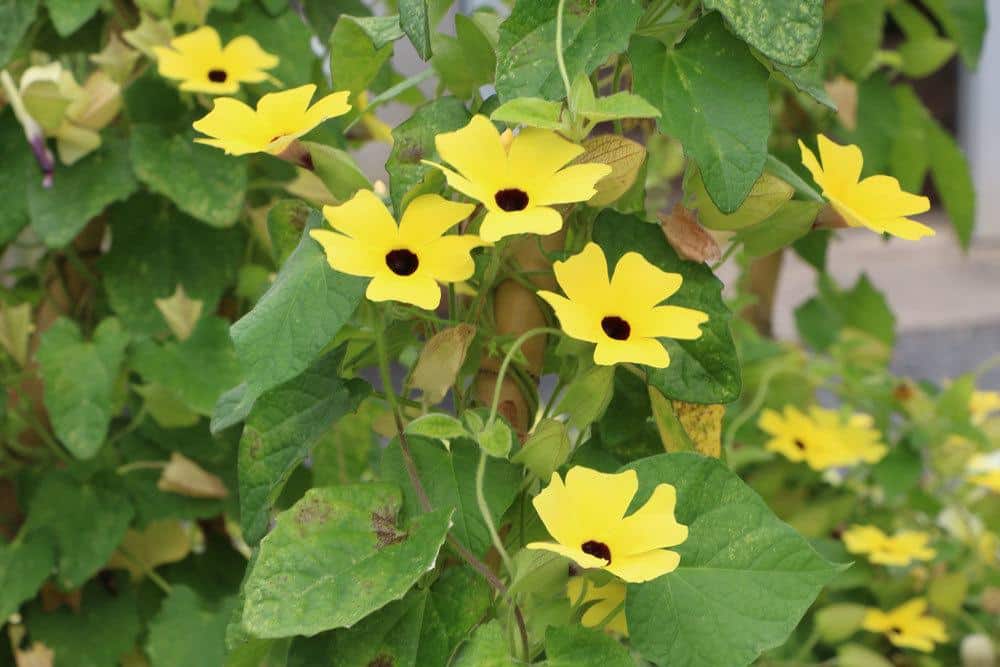 Schwarzäugige Susanne mit gelben Blüten