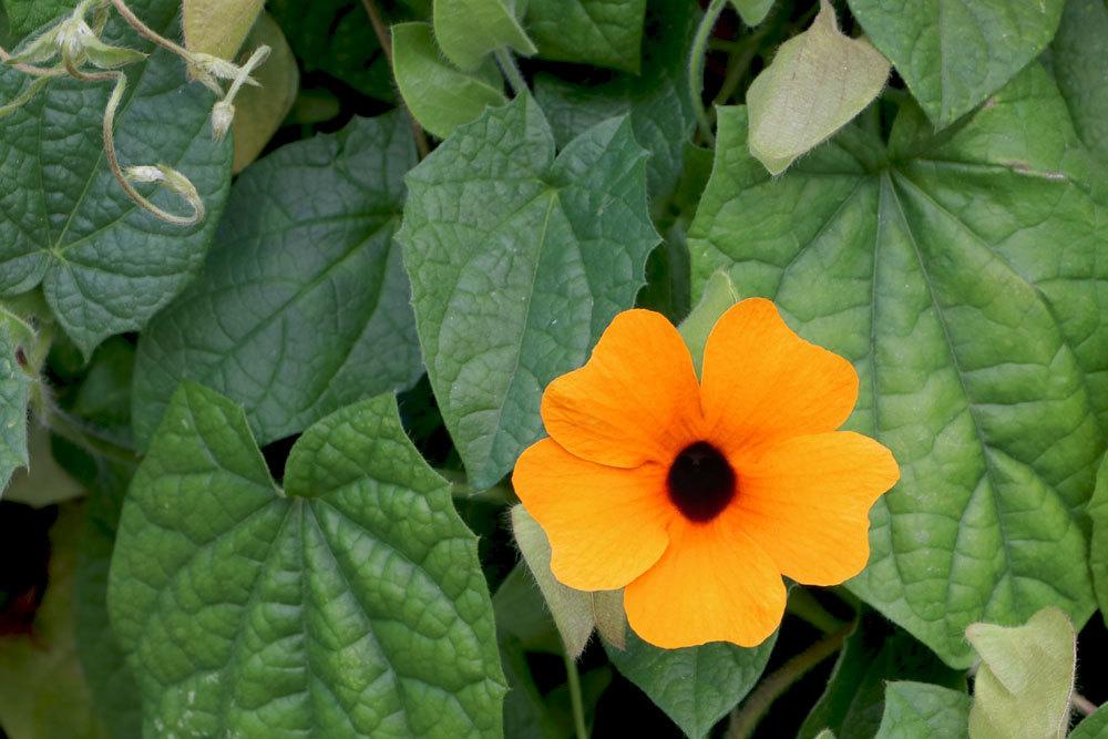 Schwarzäugige Susanne mit orangener Blüte