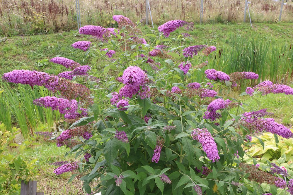 Sommerflieder im Gartenbeet