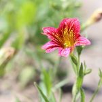 Trompetenzunge, Salpiglossis sinuata