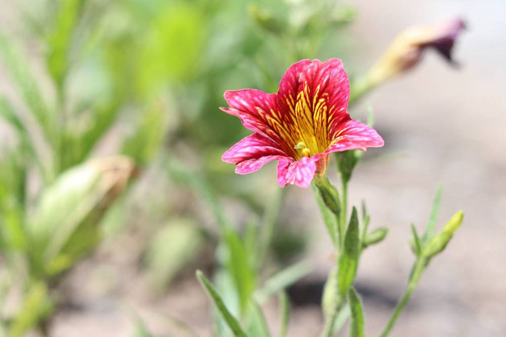 Trompetenzunge, Salpiglossis sinuata