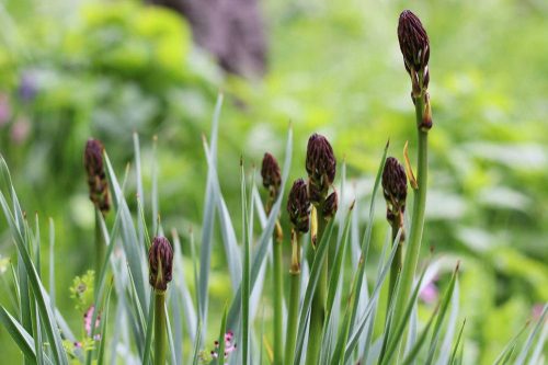 Weißer Affodill im Gartenbeet