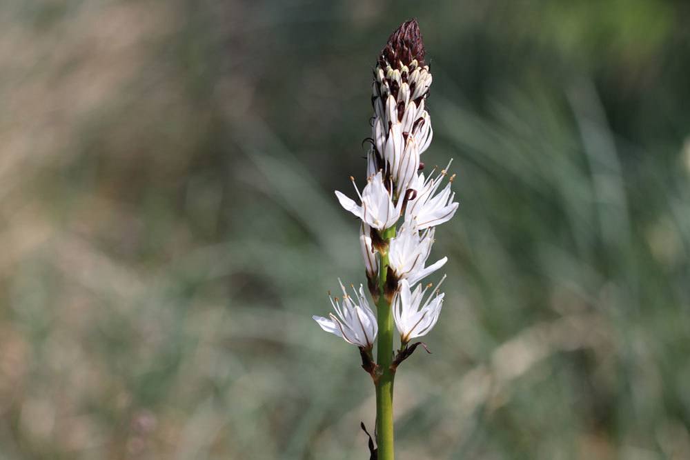 Weißer Affodill, Asphodelus albus