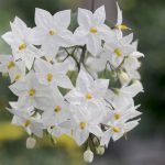 Weißer Jasmin, Sommerjasmin, Solanum laxum/Jasminoides