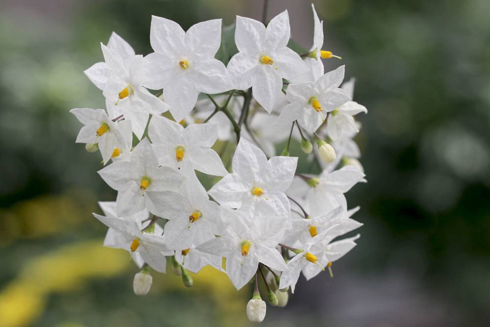 Weißer Jasmin, Sommerjasmin, Solanum laxum/Jasminoides