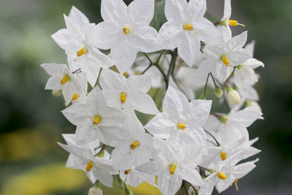 Weißer Jasmin ist frostempfindlich