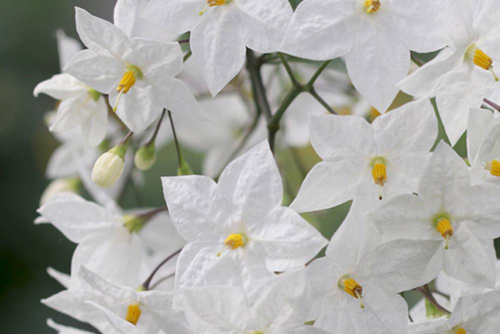 Weißer Jasmin ist nicht winterhart