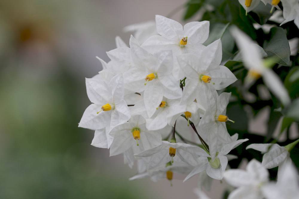 Weißer Jasmin, Sommerjasmin wächst über drei Meter hoch