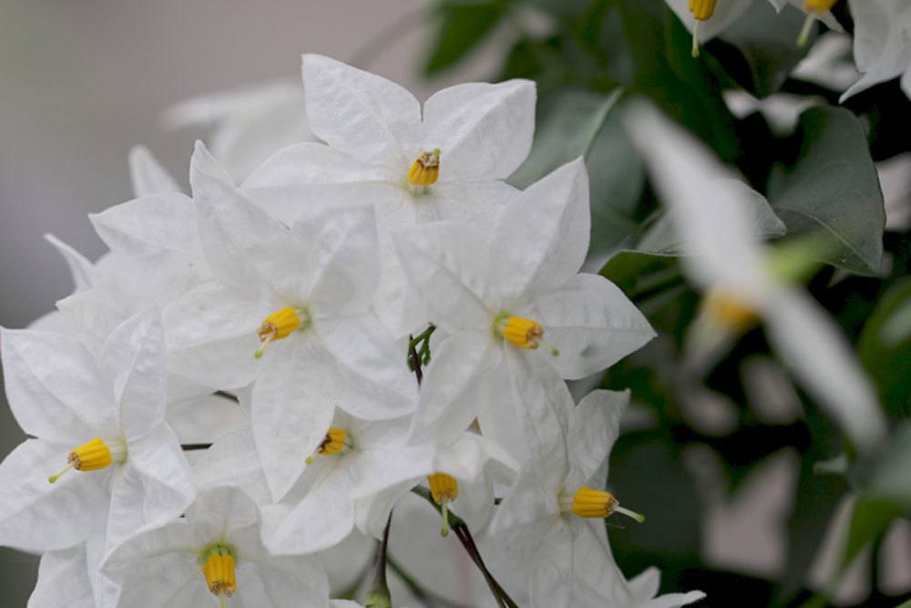 Weißer Jasmin ist ein Nachtschattengewächs