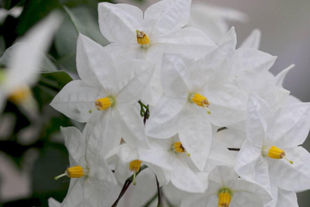 Weißer Jasmin mit seinen weißen Blüten