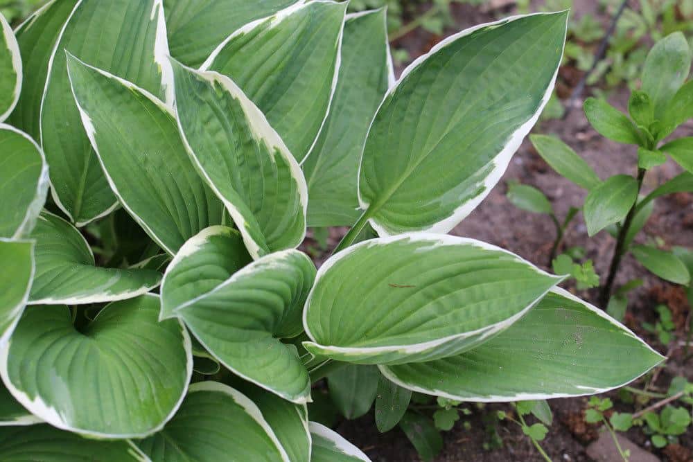 Weißrandige Graublatt Funkie, Hosta x fortunei ‚Francee‘