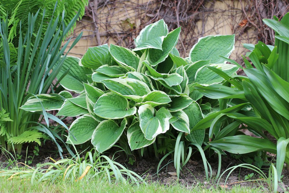 Hosta x fortunei 'Francee'