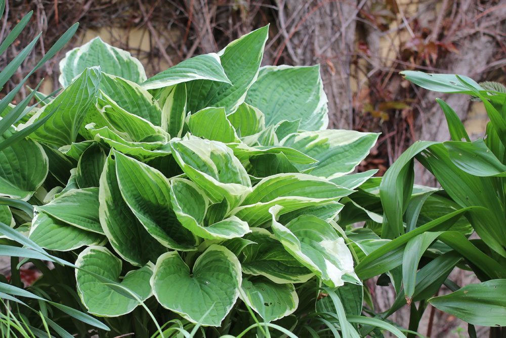 Hosta x fortunei ‚Francee‘ mit weiß umrandeten Blättern