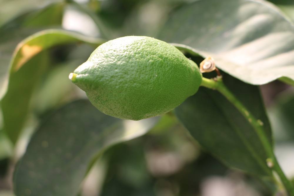 Zitronenbaum mit noch grüner Zitronenfrucht