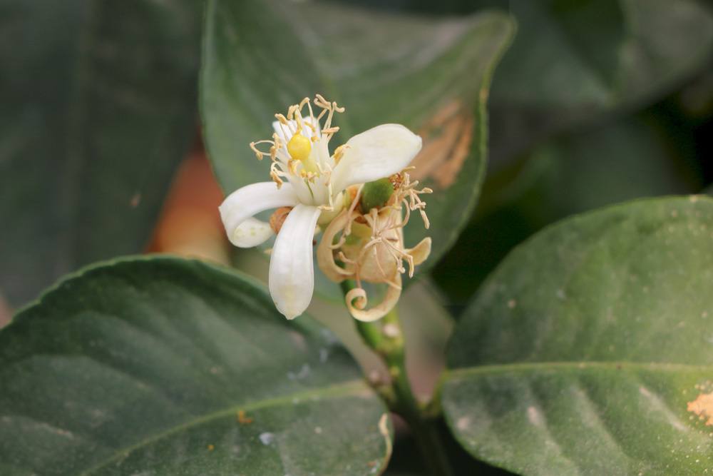 Zitronenbaum mit seiner weißen Blüte