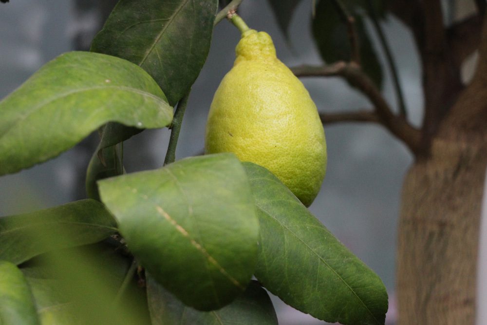 Zitronenbaum mit gelber Zitronenfrucht