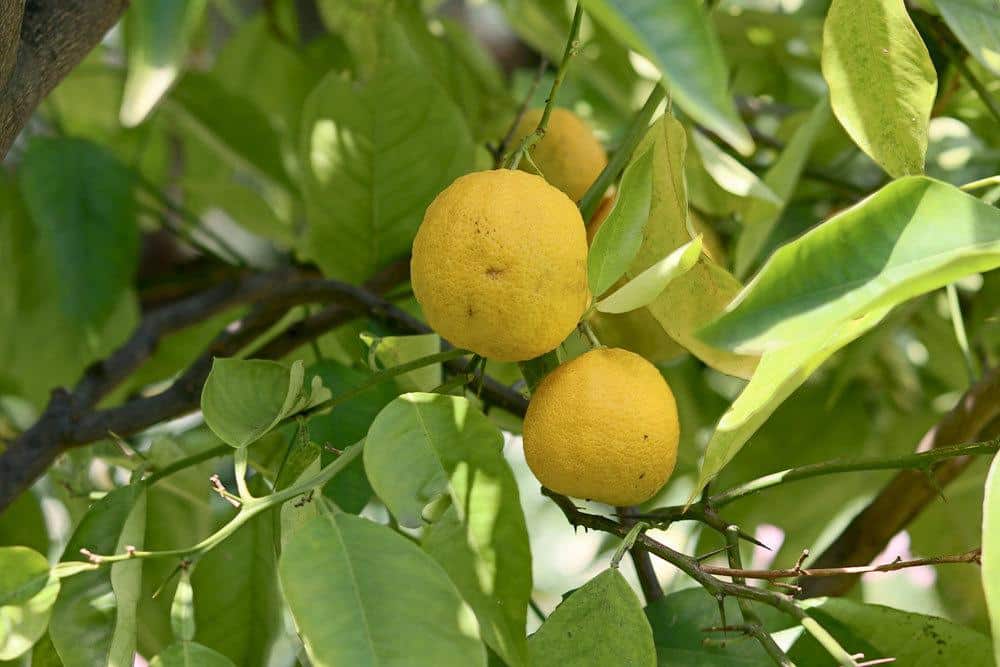 Zitronenbaum im Garten