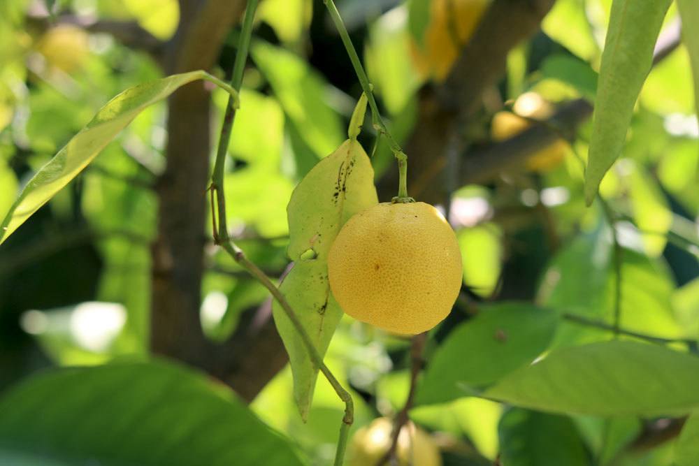 Zitronenbaum mit gelber Frucht