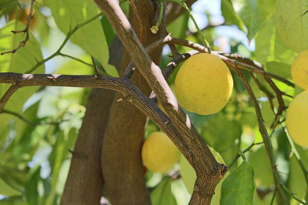 Zitronenbaum mit gelben Zitronenfrüchten